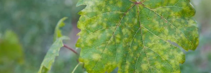 Weinrebe mit krankem Blatt